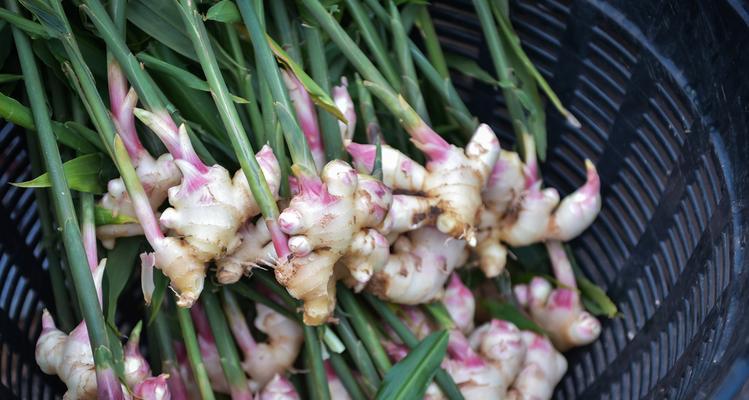 生姜收获季节（探寻生姜最佳收获时间）