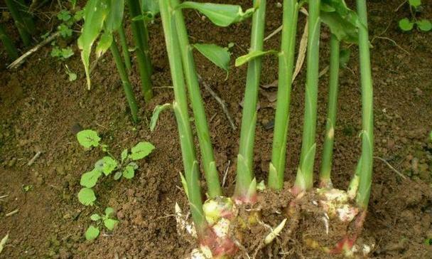 如何选择适合种植生姜的月份（生姜种植的最佳时机和注意事项）