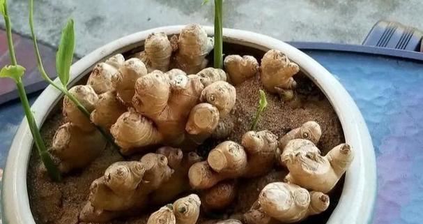 生姜种在花盆里，不止是一种装饰（花盆种生姜）