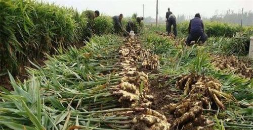 生姜种植的最佳时间（在什么季节种植生姜）