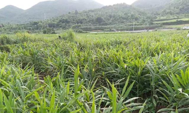 生姜种植的最佳时间（在什么季节种植生姜）