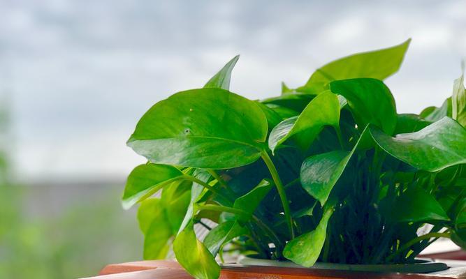 生命力顽强的植物（探索那些能在恶劣环境下生存的奇妙生命）