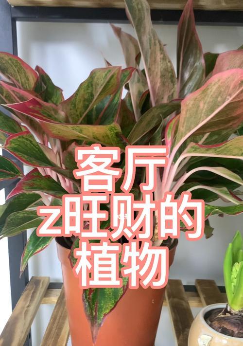 生肖马的植物旺财大揭秘（养这些植物）