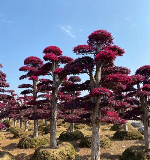 蕌头种植，何时最佳（寻找最佳种植时间）