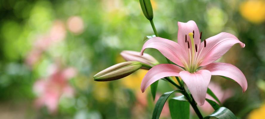 亚洲百合花语-探索花朵背后的情感语言（深入了解亚洲百合的花语）