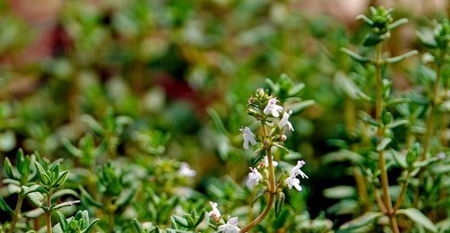 百里香花语（百里香花语的深意与应用领域）