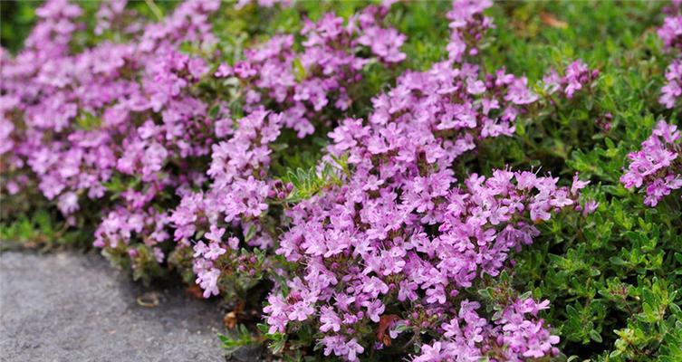 百里香花语（百里香花语的深意与应用领域）