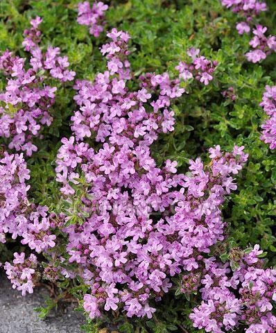 百里香花语（通过百里香花语了解自我）