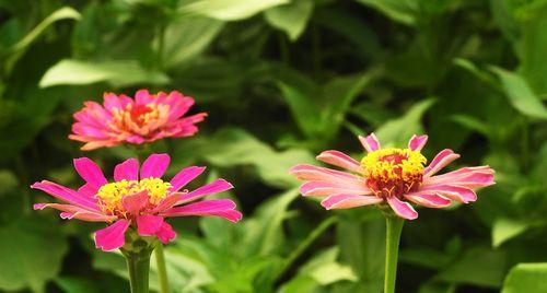 百日草花语（探寻百日草花语的深意与魅力）