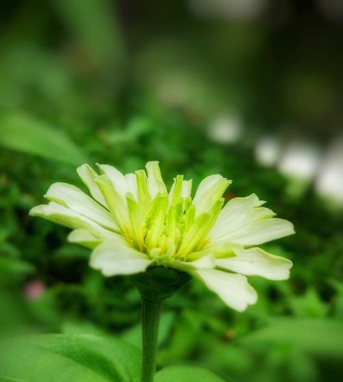 百日菊花语之美——花开的坚持（百日菊的花语及其象征意义）