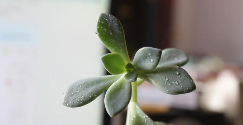 宝石花（探寻宝石花的奇妙特点及其象征意义）