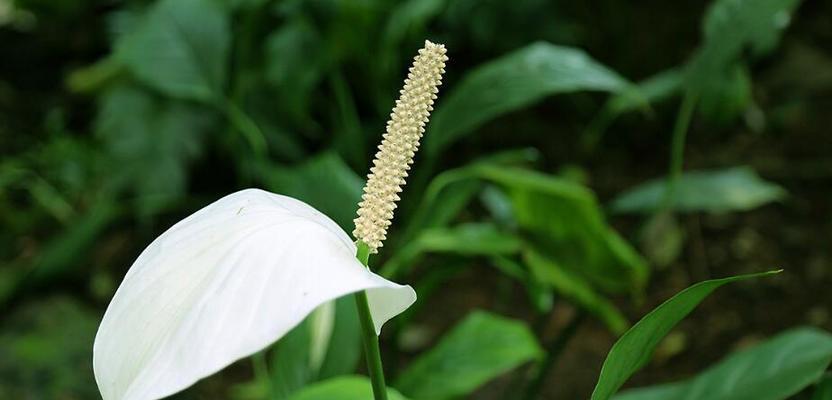 婚礼花语之玫瑰的秘密（探寻玫瑰花语的意义与传承）