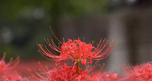 以彼岸花为寄托的生命意义（探寻彼岸花的象征与寓意）