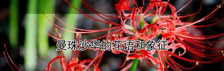 彼岸花——花开于人间，寄托生命之美（彼岸花的简介与花语）