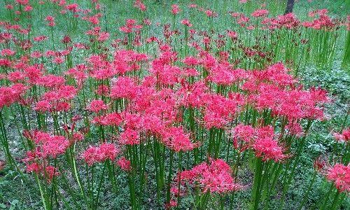 彼岸花（花开花谢、生命轮回）