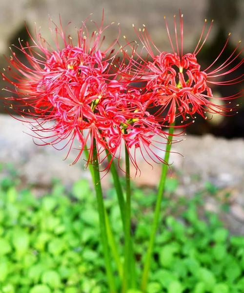 彼岸花传说（彼岸花的传说与花语）