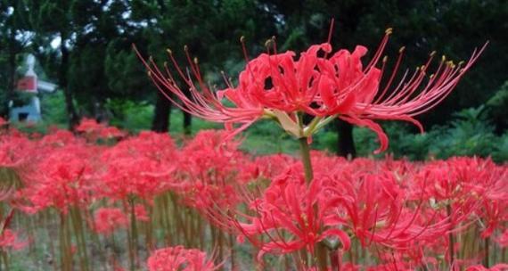 彼岸花（彼岸花的花语与独特之美）