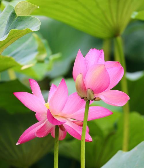 并蒂莲花，生生不息（和合共荣的花语之谜）