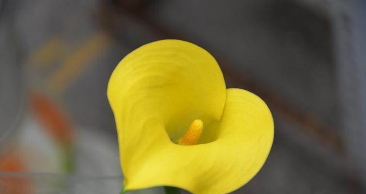 彩色马蹄莲花的美丽与含义（探秘彩色马蹄莲花的神秘世界）