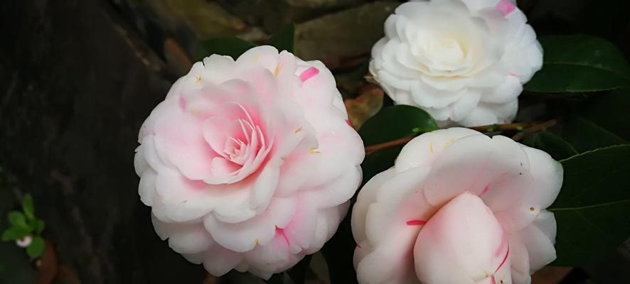 山茶花花语的深意（探寻山茶花的心灵密码）