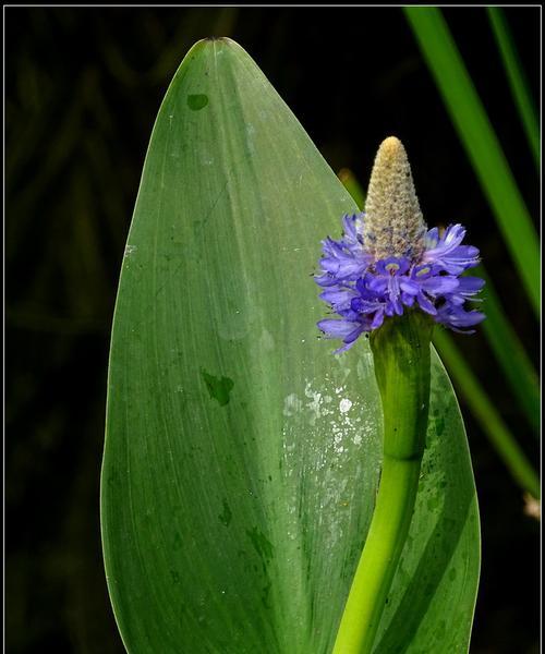 菖蒲花——承载祈愿和诗意的芬芳（一朵盛放在心间的梦幻之花）