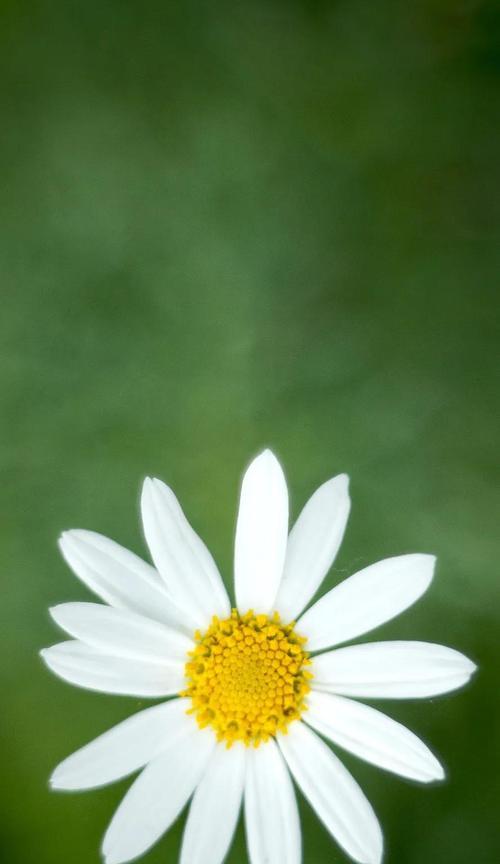 雏菊的花语与寓意（了解雏菊的花语）