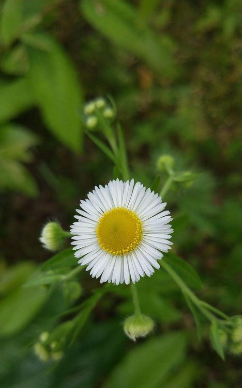 雏菊的花语（五彩斑斓的雏菊）