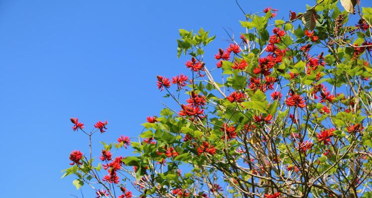 刺桐花的花语——寓意与传承（揭秘刺桐花的内涵与象征）