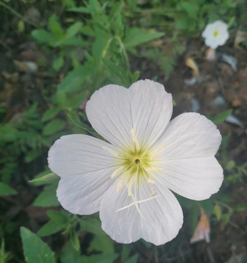 待霄草花语（揭开待霄草花语的神秘面纱）