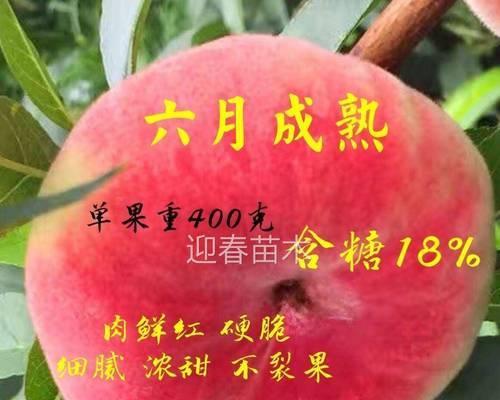 单果的神秘象征意义（用水果诠释生活的五彩斑斓）