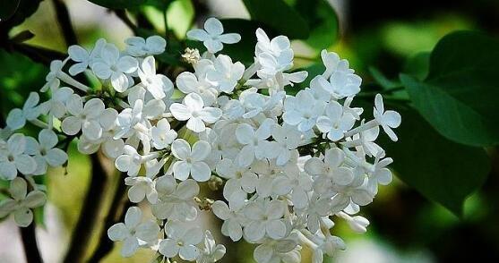 丁香花的花语与寓意（传递着思念和温馨的花语）