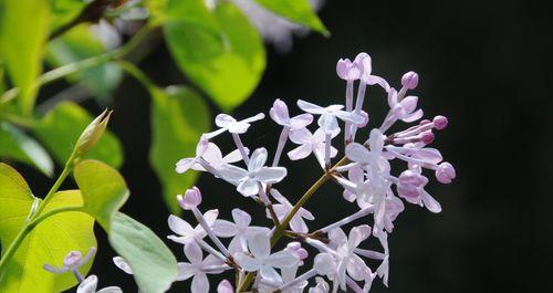 丁香花的花语与寓意（传递着思念和温馨的花语）