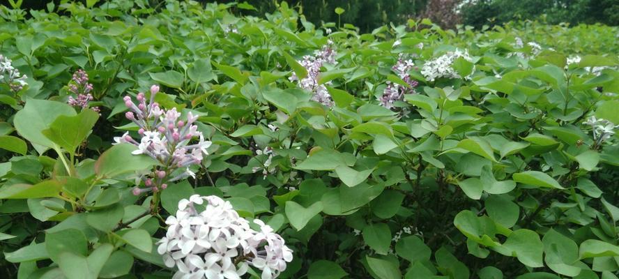 丁香花（芬芳四溢）