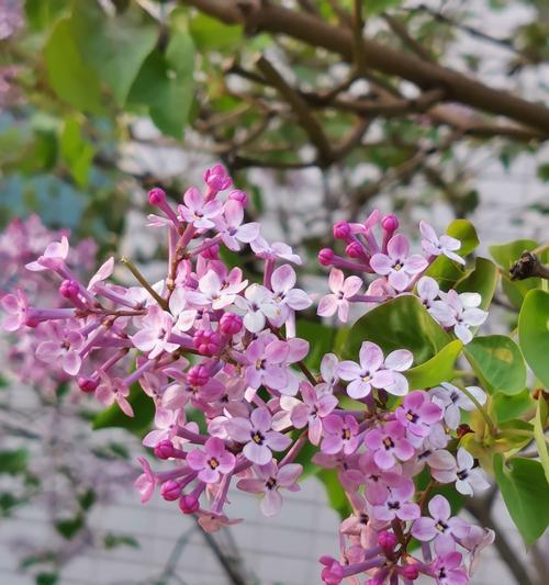 丁香花语与寓意（探寻丁香花的浪漫内涵与深刻意义）