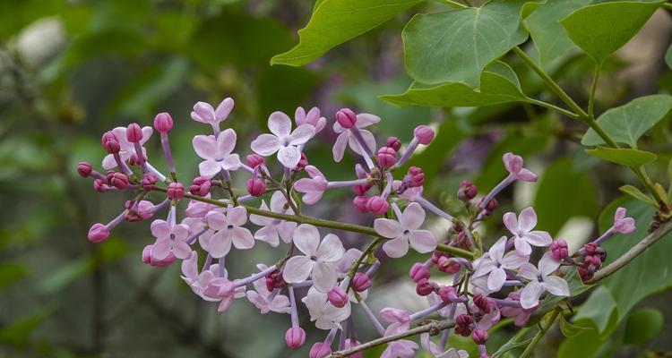 丁香花（代表爱情与永恒的丁香花）