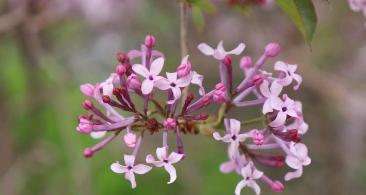 丁香花花语（探索丁香花的花语及其文化内涵）