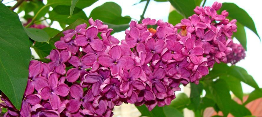 丁香花花语（探索丁香花的花语及其文化内涵）