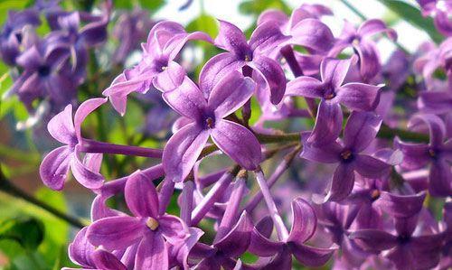 丁香花的花语与象征意义（探索丁香花的隐含寓意）