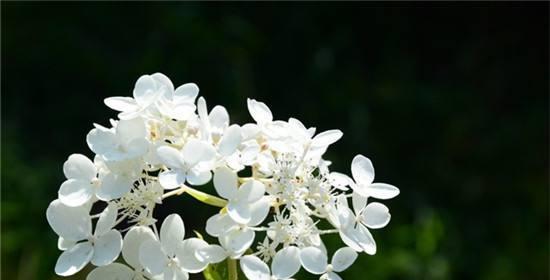 丁香花的花语与象征意义（探索丁香花的隐含寓意）