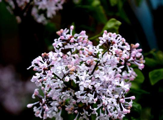 丁香花语（用丁香花语传递爱与希望）