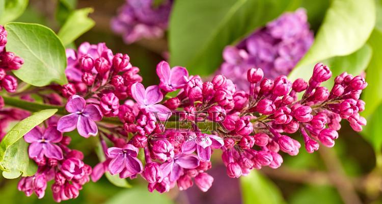 丁香花（探索丁香花的美丽寓意与文化传承）