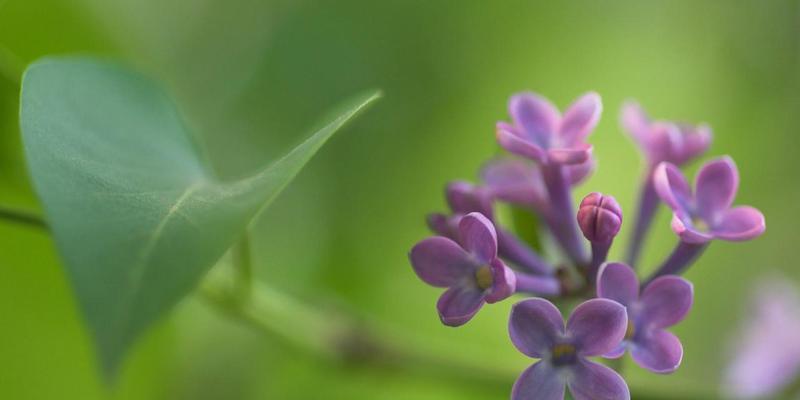 丁香花（探索丁香花的美丽寓意与文化传承）