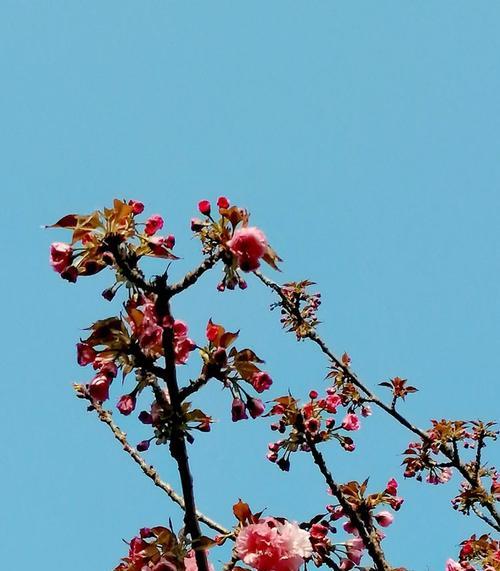 樱花的美丽与花语（探寻以冬樱花）