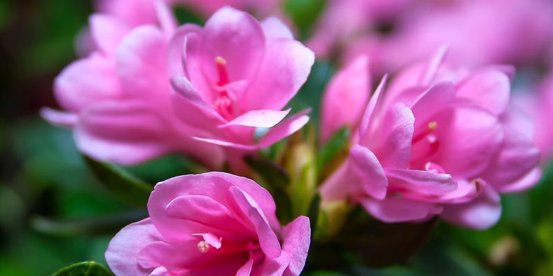 杜鹃花的寓意与美丽（杜鹃花——生命力的象征）