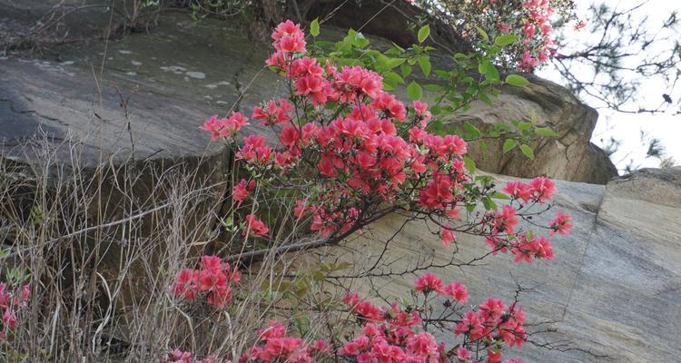 杜鹃花的花语与寓意（探寻杜鹃花的花语及其象征意义）