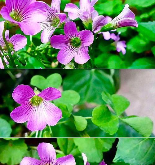 以多年生草本植物代表意思（探索草本植物的象征与内涵）