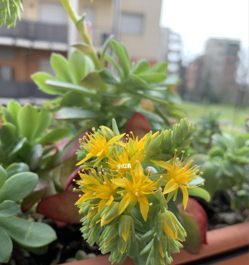 多肉开花（多肉植物开花的神秘魅力与内涵）