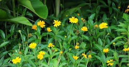 繁缕花（揭示繁缕花的花语及其背后的意义）