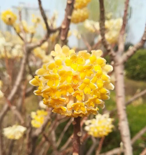 繁缕花的花语（揭示繁缕花背后的深意）