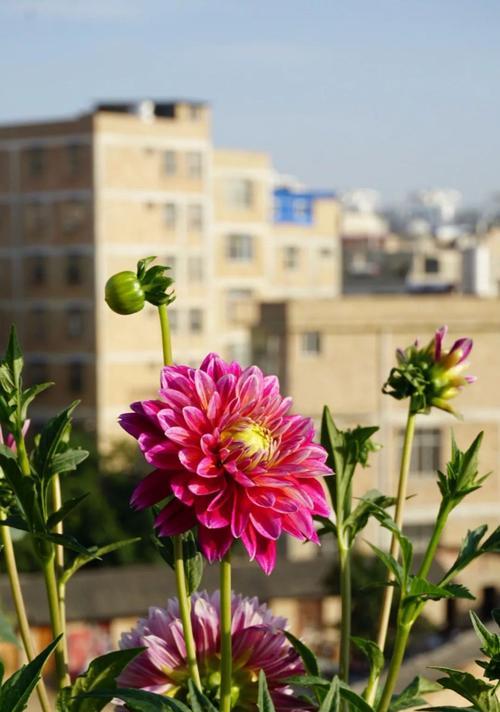 非洲菊的花语（传递爱与祝福的非洲菊花语）